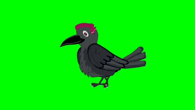 Black Crow walking character. Animal walker character. Walking cartoon character with green screen video animation with chroma key. Bird green screen video.