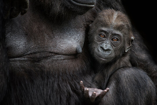 Portrait of gorilla baby close to mother