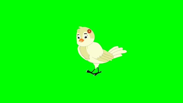 Bird green screen video, Bird walking character. Animal walker character. Walking cartoon character with green screen video animation with chroma key.