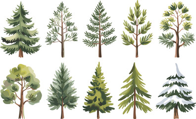 Ten different types of green and snowy trees illustrated on white background brown coniferous © Montaha,, Creatives