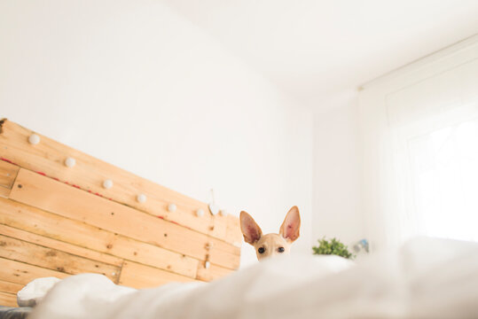 Low angle portrait of dog on bed against white wall at home
