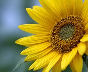 Naklejka premium Bright sunflower blooming in a tranquil garden setting