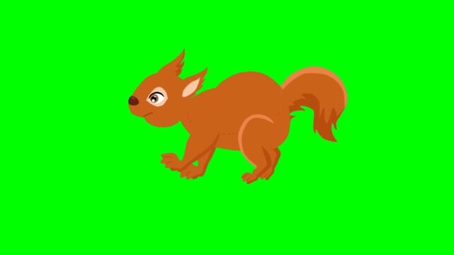 squirrel with a nut on a branch. Squirrel walking character. Walking animal cartoon character with green screen video animation with chroma key.