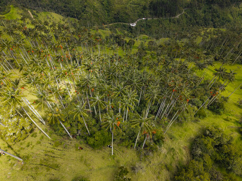 Aerial view of towering wax palms punctuate the vibrant green landscape, reaching skyward in a display of natural majesty, Salento, Quindio, Colombia.