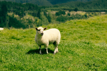 Fototapeta premium Lone Sheep Standing Lush Green Hillside