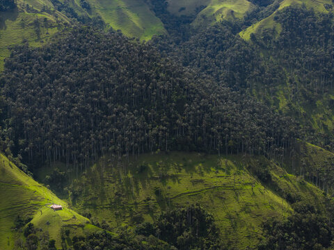 Aerial view of verdant hills cascade under the watchful gaze of dense, dark wax palm forests, a tiny house nestled amidst the vibrant green, Salento, Quindio, Colombia.