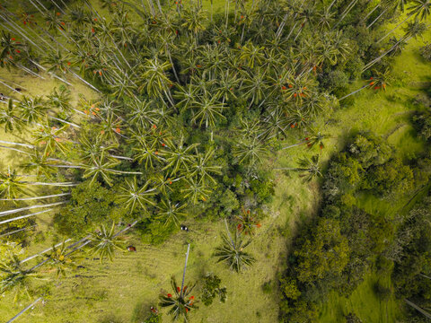 Aerial view of a vibrant tapestry of palm trees and lush meadows, their verdant hues painting a striking contrast against the earth, La Carbonera Reserve, Colombia.