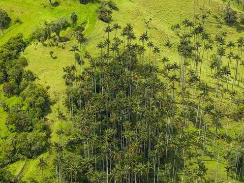 Aerial view of towering wax palm trees, a sea of green against the backdrop of rolling hills, Salento, Quindio, Colombia.