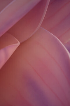 Close-up of the delicate pink textures of flower petals. Texture and smooth lines.