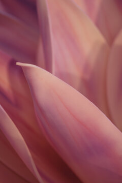 Close-up of purple and pink flower petal textures. Texture and smooth lines.