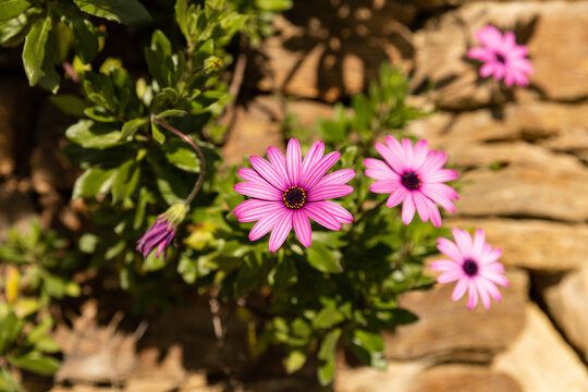 Fleurs de marguerite rose violet en gros plan &eacute;clair&eacute;es par le soleil, mur de rocaille en arri&egrave;re-plan
