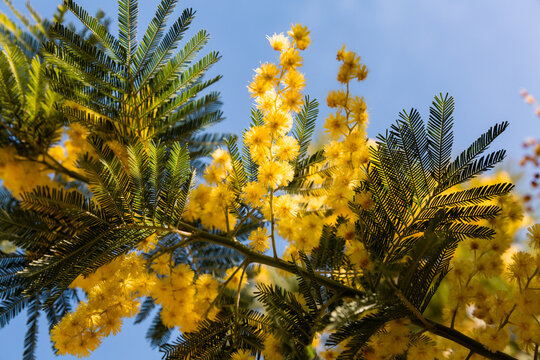 Gros plan sur des fleurs de mimosa et feuilles vertes sur une branche d'arbre &eacute;clair&eacute;e par le soleil, jaune lumineux, ciel bleu en arri&egrave;re-plan