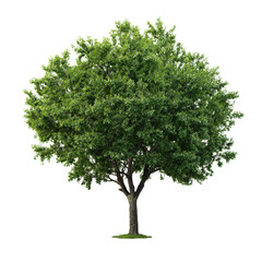 Full Green Leafy Tree with Dark Bark and Grass Base Isolated on Black foliage branches, Isolated, Png Transparent Background