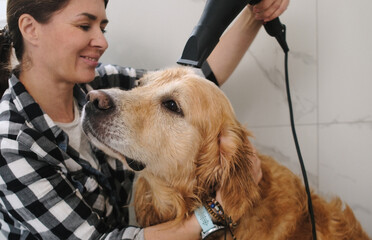 Female Owner Uses A Hairdryer On The Wet Golden Retriever Dog, Cute Muzzle In Slow Motion