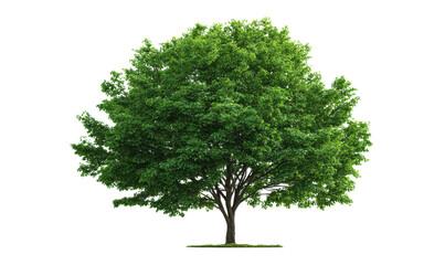 Fototapeta premium Lush green deciduous tree with dense foliage and dark brown trunk leaves, Isolated, Png Transparent Background