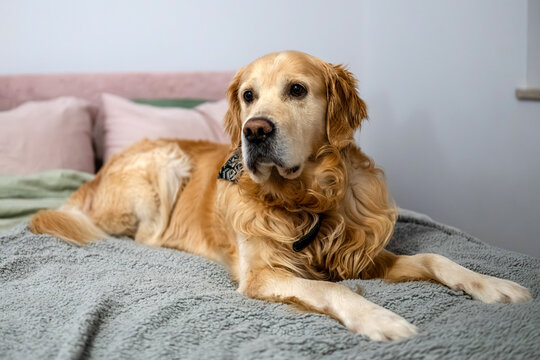 Golden Retriever Dog Lying On The Bed At Home