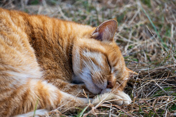 寝顔の可愛い茶白の猫