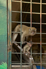 A protective female Long-tailed Macaque and her small baby peering through a green metal gate, showing the close proximity of primates to human dwellings in Kuala Selangor, Malaysia, South East Asia