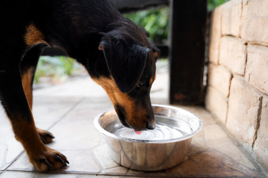 Side view of domestic dog drinking water from bowl outside in yard during summer heat. Hydration and pet protection.
