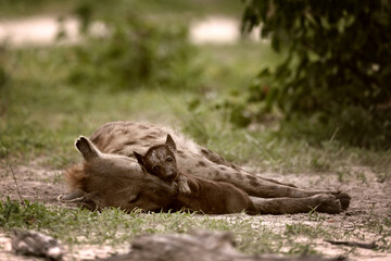 Obraz premium Spotted hyena (Crocuta crocuta) cub resting on its mother's head, tender family moment in African savanna