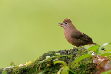 Red pileated finch, Coryphospingus cucullatus, Ecuador