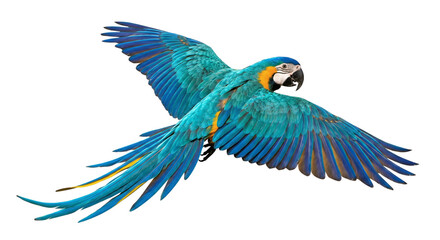 Obraz premium Bright Blue and Yellow Macaw Parrot Flying with Wings Spread Wide isolated on transparent background