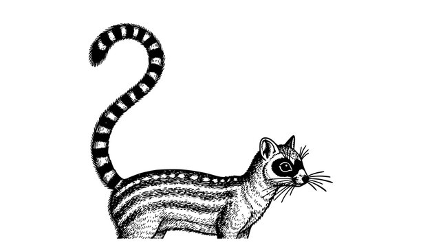 Ringtail Bassaris astuta Wildlife Vector Illustration