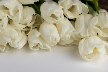 Fototapeta premium a bouquet of white freshly cut fragrant tulips in close-up, a large number of fresh tulips used in decoration and for gifts