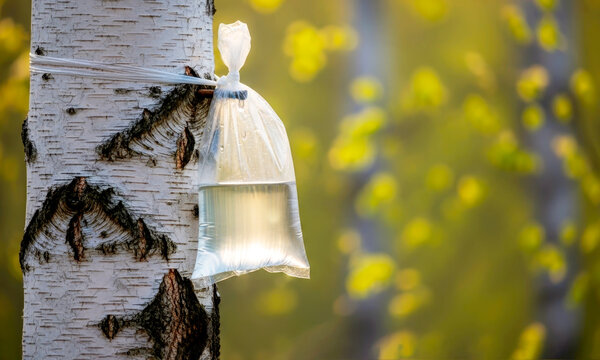 Spring harvesting of fresh birch sap using a drip system in a birch grove. Healthy organic nutrition.
