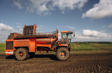 Obraz premium Beet harvester is on the agricultural field at daytime