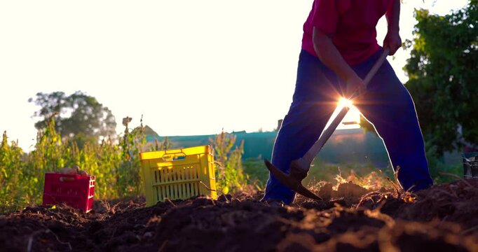 Farmer in the field on sunset harvesting organic homegrown potatoes from soil with hands and shovel and put potatoes in crates