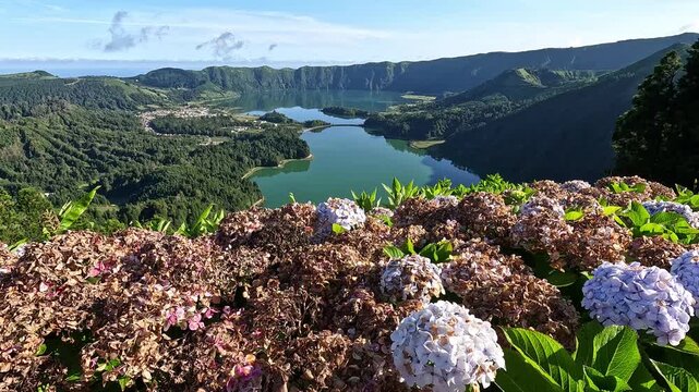 Hydrangeas framing the twin lakes of Sete Cidades caldera seen from Vista do Rei viewpoint, Sao Miguel Island, Azores