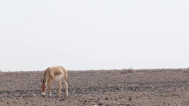 Iranian onager (Asiatic wild ass) walking and grazing in arid desert landscape, wildlife in Iran, natural habitat, close up and wide shots