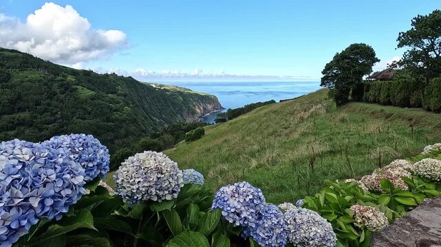 Hydrangeas overlooking the north coast from Miradouro da Ponta do Sossego, Nordeste, Sao Miguel Island, Azores, Portugal