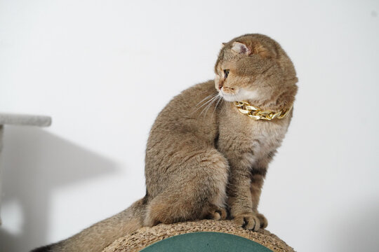 Cat gold chain collar pet animal sitting brown fur domestic luxury stylish elegant cute adorable feline mammal looking side whisker ear tail white background home relaxed calm peaceful fashionable