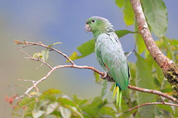 Obraz premium Southern mealy amazon, Amazona farinosa, Parque Nacional Cayambe-Coca, Ecuador