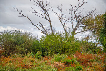 Fototapeta premium trees in the autumn