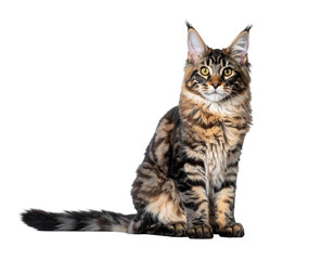 Obraz premium Adorable maine coon cat sitting with striped fur and attentive gaze