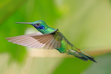 Fototapeta premium Sparkling violetear, Colibri coruscans, Ecuador