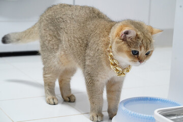 Golden brown cat blue eyes gold chain collar standing on white tile floor looking at blue pet bowl indoor luxury pet curious expression domestic feline