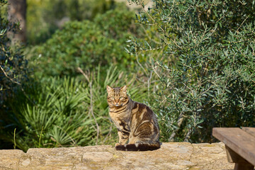 Brown tabby cat sitting on stone wall looking at camera