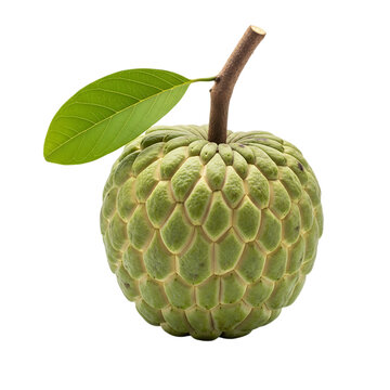 A vibrant green sugar apple fruit with a stem and leaf isolated on transparent background