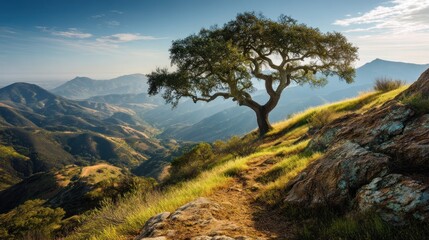 Scenic view of a tree and path on a hillside