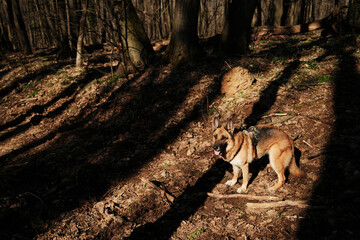 Fototapeta premium German Shepherd dog standing in dappled sunlight on a forest floor in Fruska Gora, Serbia. Early spring woodland setting capturing strength and alert canine presence
