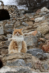 Ginger cat resting on the rocks