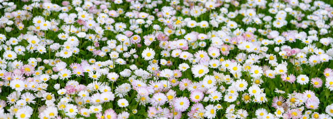 field of white and pink color daisy flowers. Many beautiful daisies flowers (bellis perennis, common daisy). beauty and purity of nature. relax, harmony atmosphere. template for design. banner © Ju_see