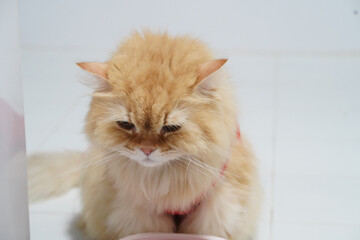 Fototapeta premium Fluffy orange cat long hair sitting on white tile floor looking down with sad expression indoor pet domestic feline soft fur relaxed mood