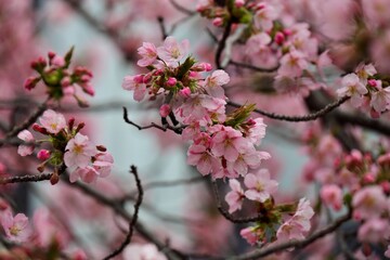 葉桜と枝の美しい模様　安行桜
