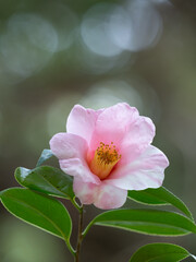 美しいピンクの有楽椿