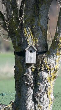 M&eacute;sange aux nichoir